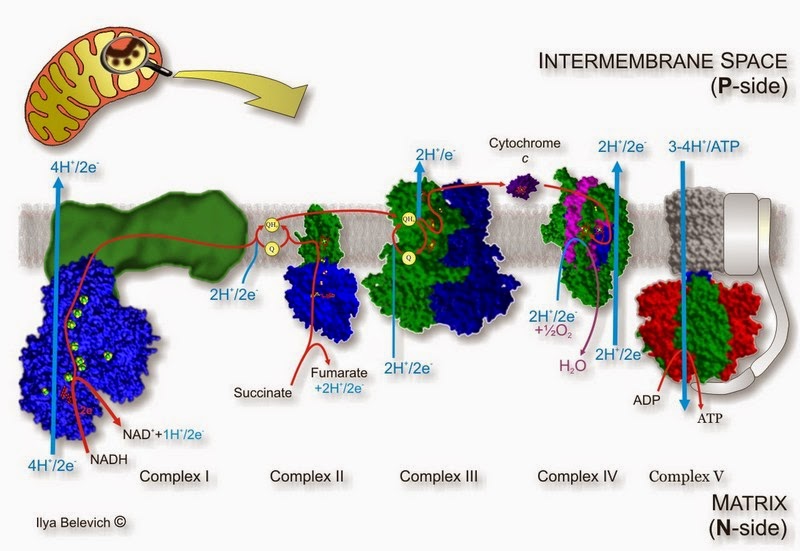 World of Biochemistry (blog about biochemistry): Cellular respiration ...